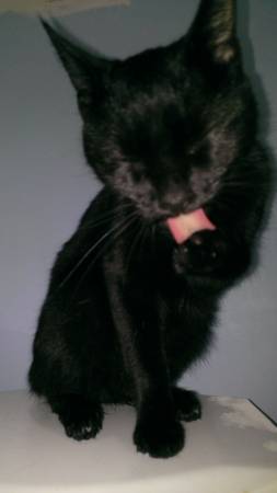 Photo of Pumpkin