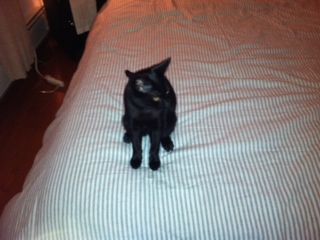 Photo of Ralphie