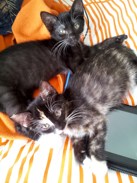 Photo of Pixie & Dixie