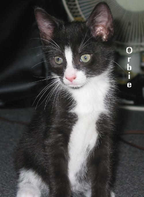 Photo of Orbie