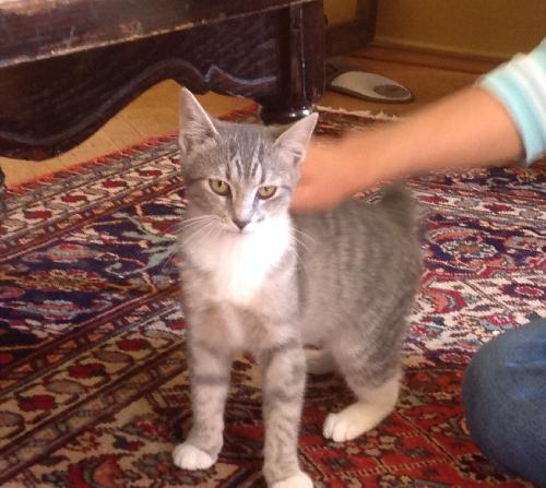 Photo of Rosemary