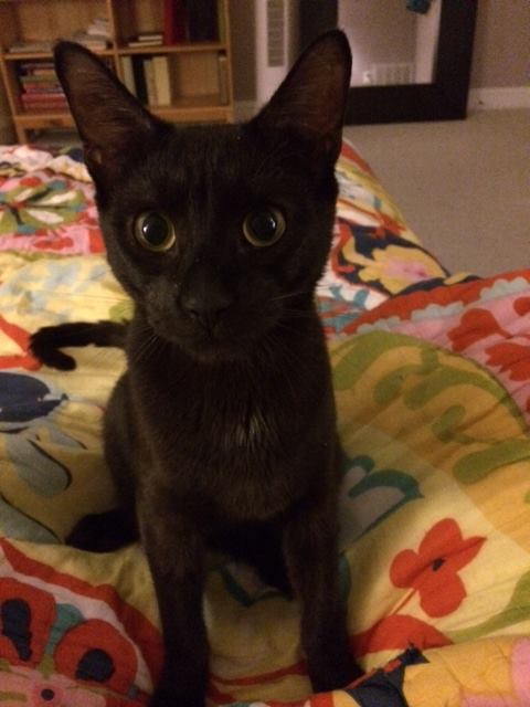 Photo of Astor