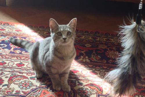 Photo of Sage
