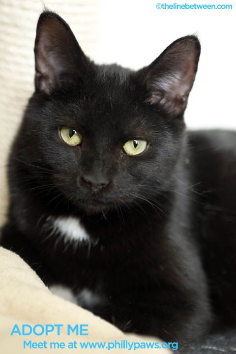 Photo of Toodles
