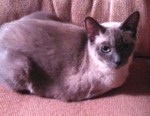 Photo of Piper