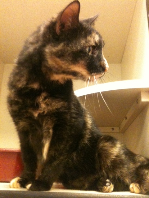 Photo of Lilac