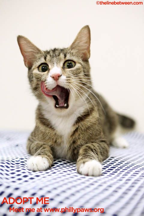 Photo of Kitty Bowersocks