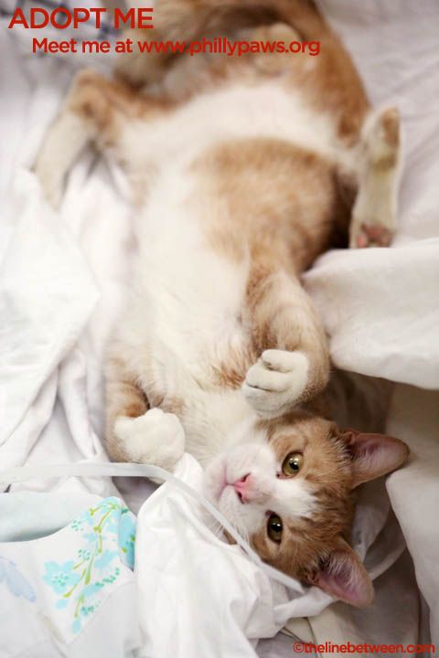 Photo of Ll Cool Cat