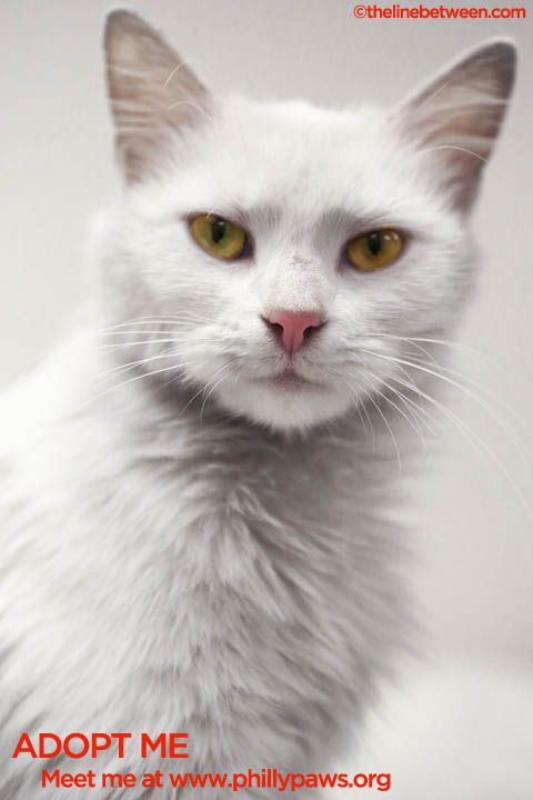 Photo of Zephyr