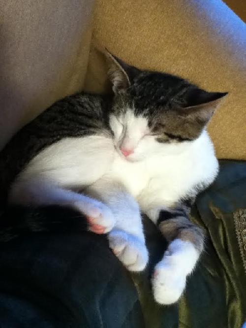 Photo of Milo