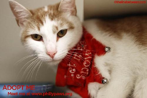 Photo of Bogart