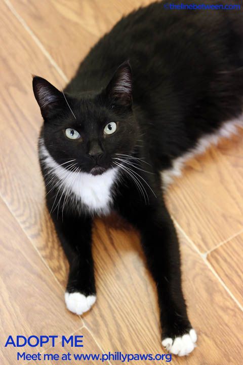 Photo of Whiskers