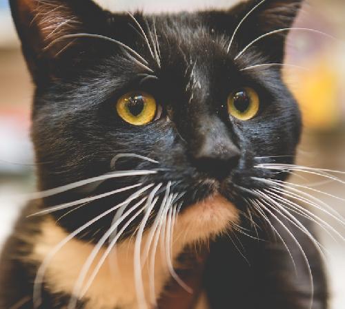 Photo of Trix