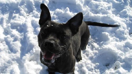 Photo of Shelby