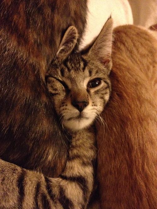 Photo of Claws Babbage
