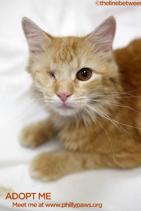Photo of Blitzen