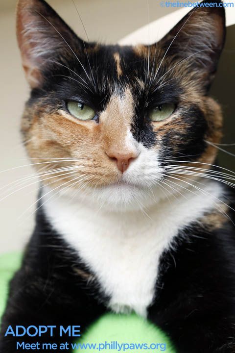 Photo of Patches