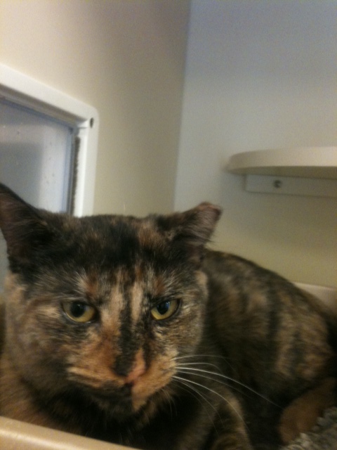 Photo of Pumpkin
