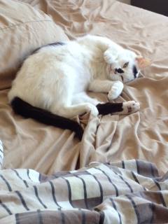 Photo of Inky