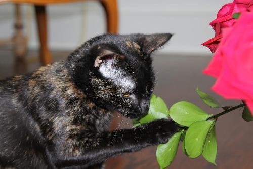 Photo of Bella