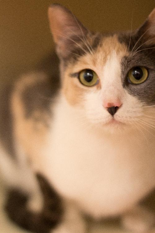 Photo of Wisp
