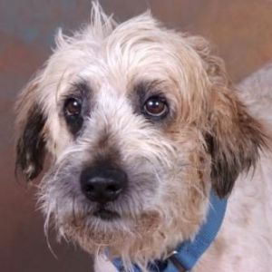 Triscuit: Wheaten Terrier, Dog; Chester Springs, PA