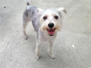 Myla: Schnauzer, Dog; Philadelphia, PA