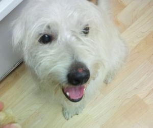 Vinny: West Highland White Terrier Westie, Dog; North Wales, PA