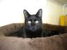 Blackie 1