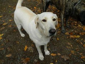 OTTER: Labrador Retriever, Dog; Millerstown, PA
