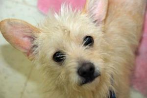 Bobby: Terrier, Dog; Philadelphia, PA