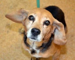 Annie: Beagle, Dog; Budd Lake, NJ