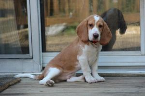 PUPPIES!: Beagle, Dog; Yardley, PA