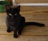 Addam