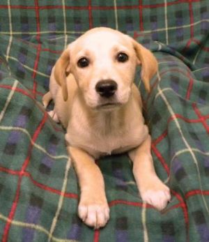 Blondie: Beagle, Dog; Sumter, SC