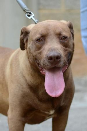 Chance*****: Chesapeake Bay Retriever, Dog; Kingsport, TN