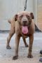 Chance*****: Chesapeake Bay Retriever, Dog; Kingsport, TN