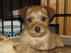 Tori: Cairn Terrier, Dog; Talbott, TN