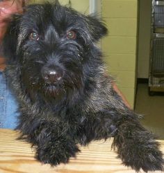 Gloria: Cairn Terrier, Dog; Memphis, TN