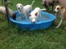 dog picture
