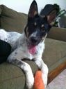 dog picture