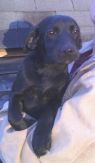 dog picture