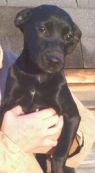 dog picture