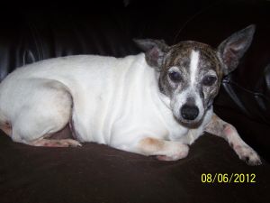 Tubby: Rat Terrier, Dog; Mount Juliet, TN