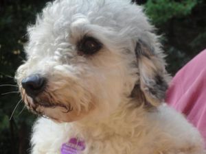 CLAUDIA-New Photos: Poodle, Dog; Nashville, TN