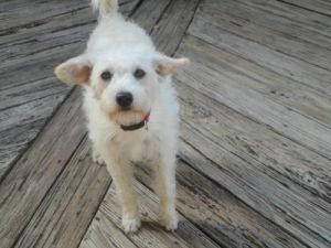 JULIET-New Photos!: West Highland White Terrier Westie, Dog; Nashville, TN