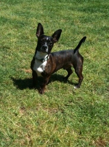 Dotson Terrier Mix