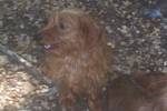 Paddy courtesy post Dachshund Dog