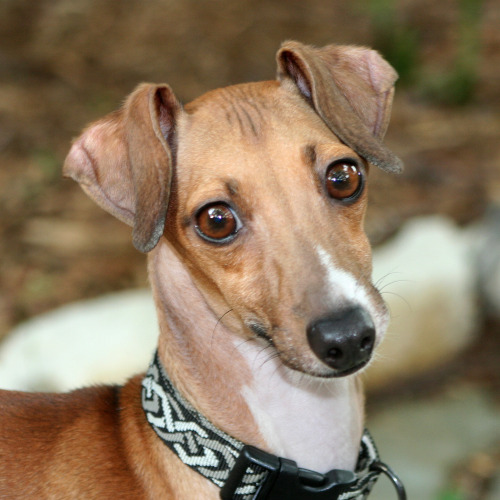 Colin - Houston Italian Greyhound Dog