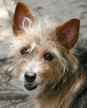 Charmeuse: Cairn Terrier, Dog; McKinney, TX